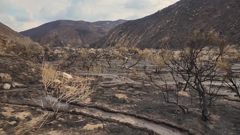 Wildfire-Aftermath---Verkohlte-Bäume-In-Einer-Verbrannten-Waldlandschaft-Nach-Einem-Verheerenden-Feuer-In-Fairview-In-Der-Nähe-Von-Hemet-In-Kalifornien,-Usa