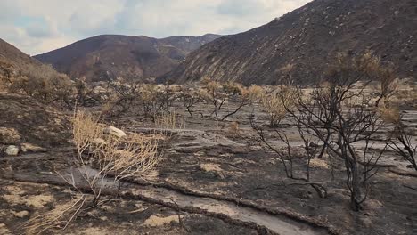 wildfire aftermath - charred trees on burned forest landscape after devastating fire in fairview near hemet in california, usa