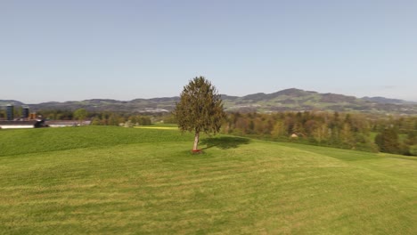 drone circles a tree on a hill on a sunny day