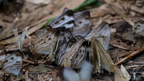 una filmación alejada de estas mariposas de mapa de mármol, cyrestis cocles, tailandia