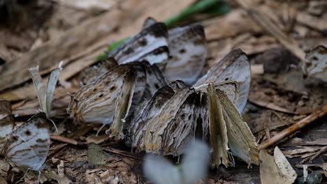 a zoom out footage of these marbled map buterflies, cyrestis cocles, thailand