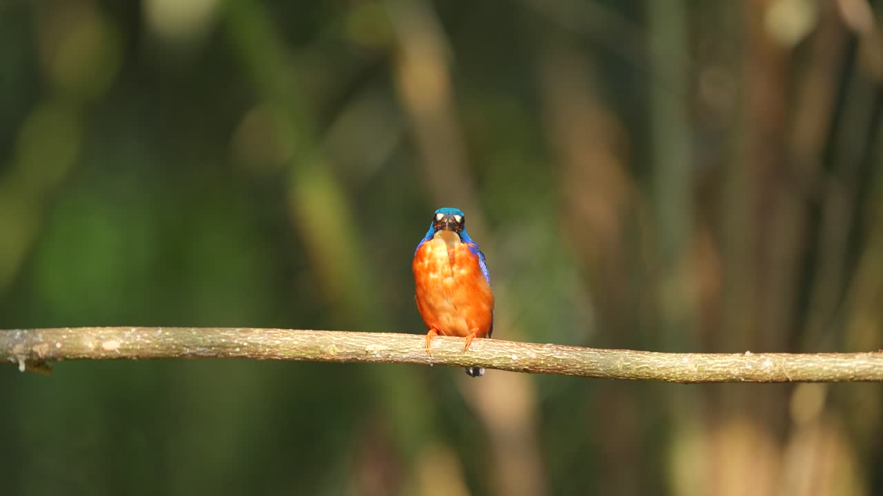 un pequeño pájaro hermoso llamado el pescador de orejas azules parece relajado sentado por encima