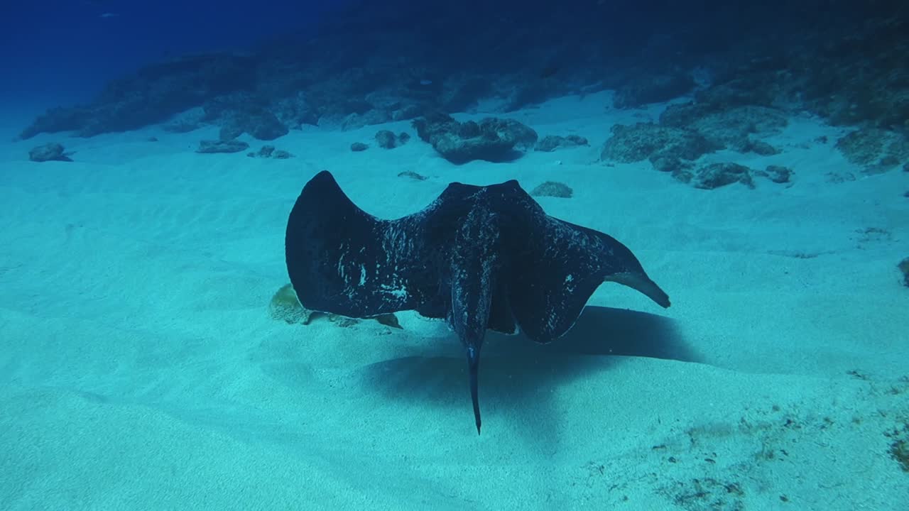 Ocean floor and Eagle Ray  glides effortlessly on