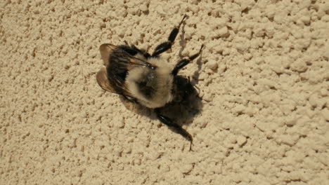 macro closeup of a big bumble bee crawling on a wall