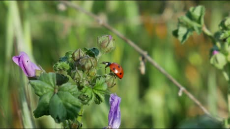 Una-Mariquita-Moviéndose-En-Una-Planta