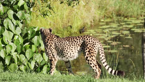 cheetah caminando cerca del agua y el follaje