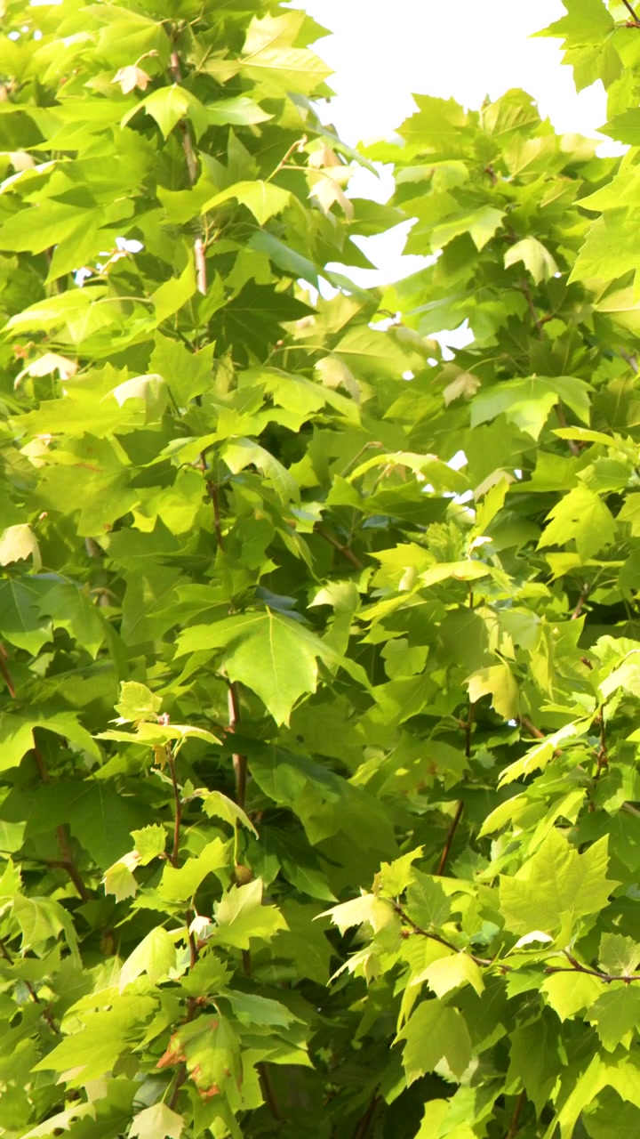 Foglie di platano di un verde vibrante ondeggiano dolcemente sotto la luce solare intensa contro un cielo bianco e limpido.