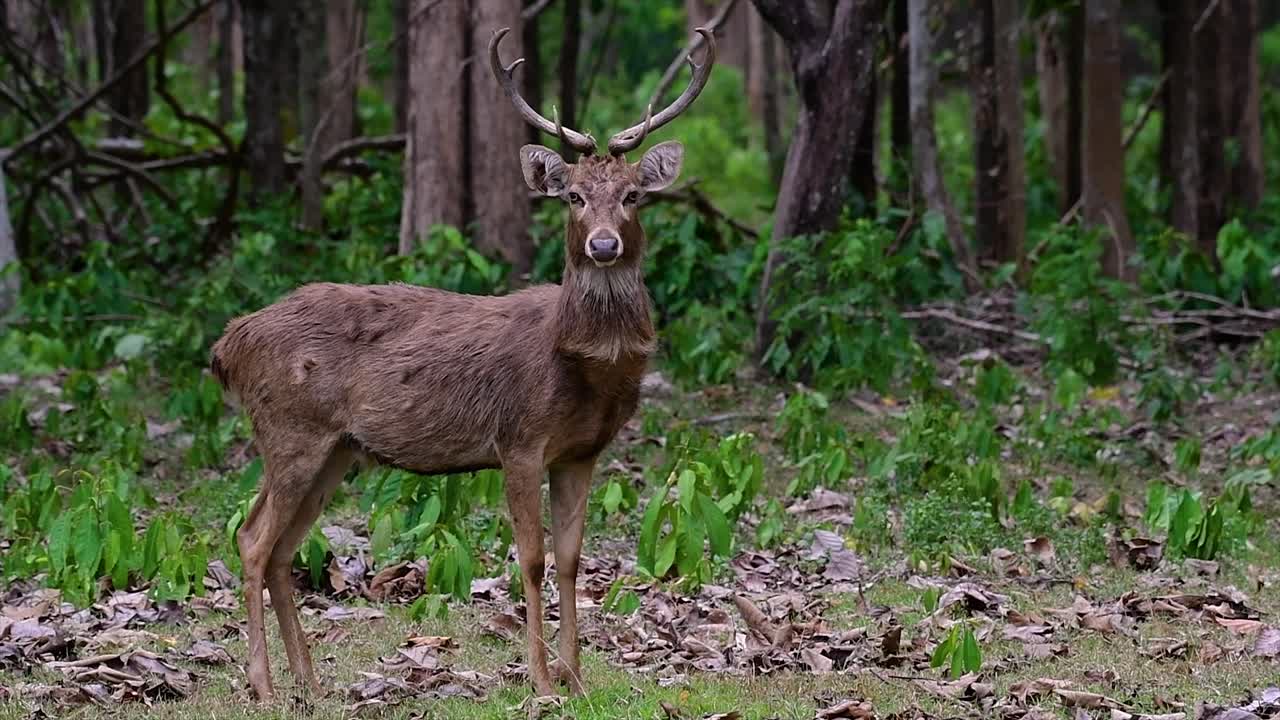 el ciervo del campo es una especie en peligro de extinción debido a la pérdida de hábitat y la caza