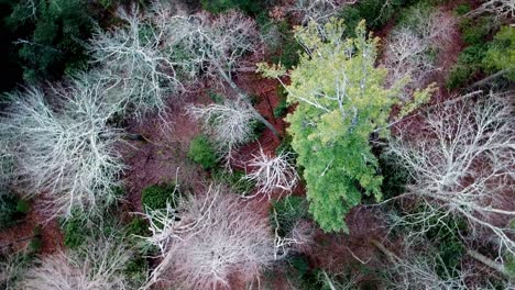 Suche-Nach-Einer-Vermissten-Person-Im-Wald,-Suche-Und-Rettung-Aus-Der-Luft