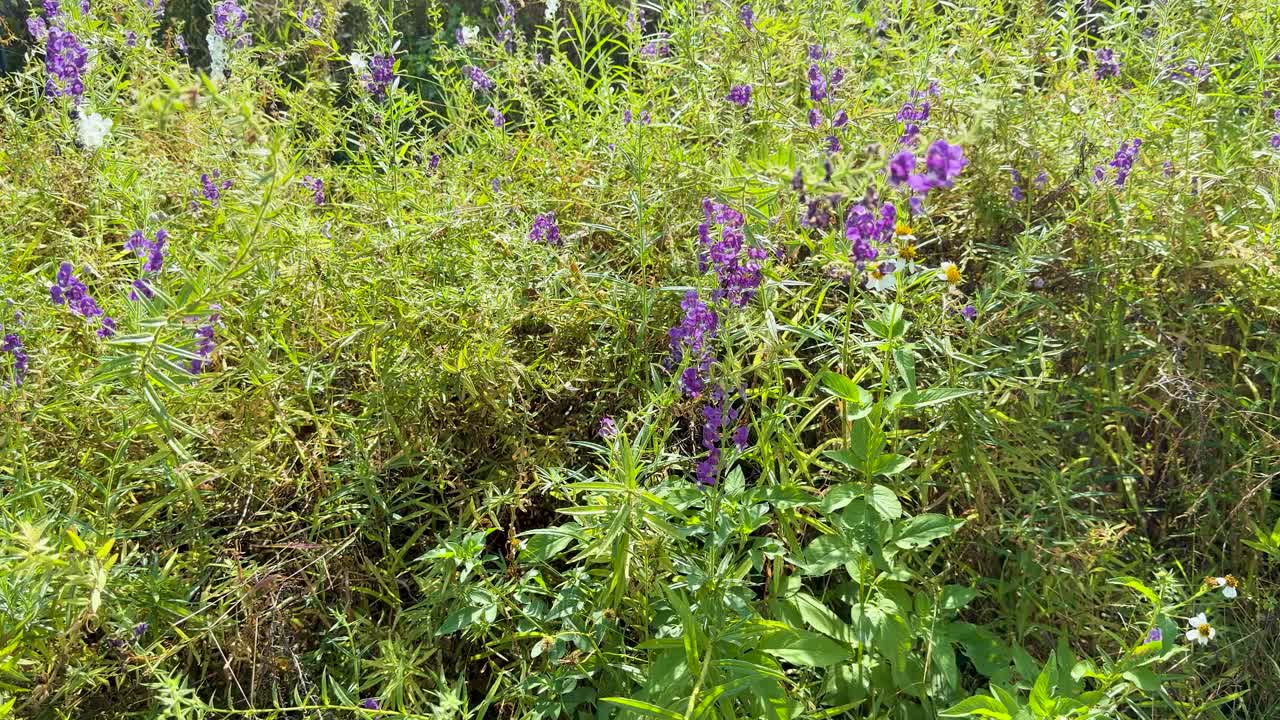 Close up shot of purple summer snapdragon flowers gently swaying amidst dense green garden foliage