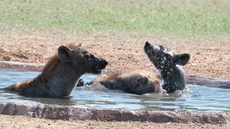 hyenas playing and cooling off in the pool -close up