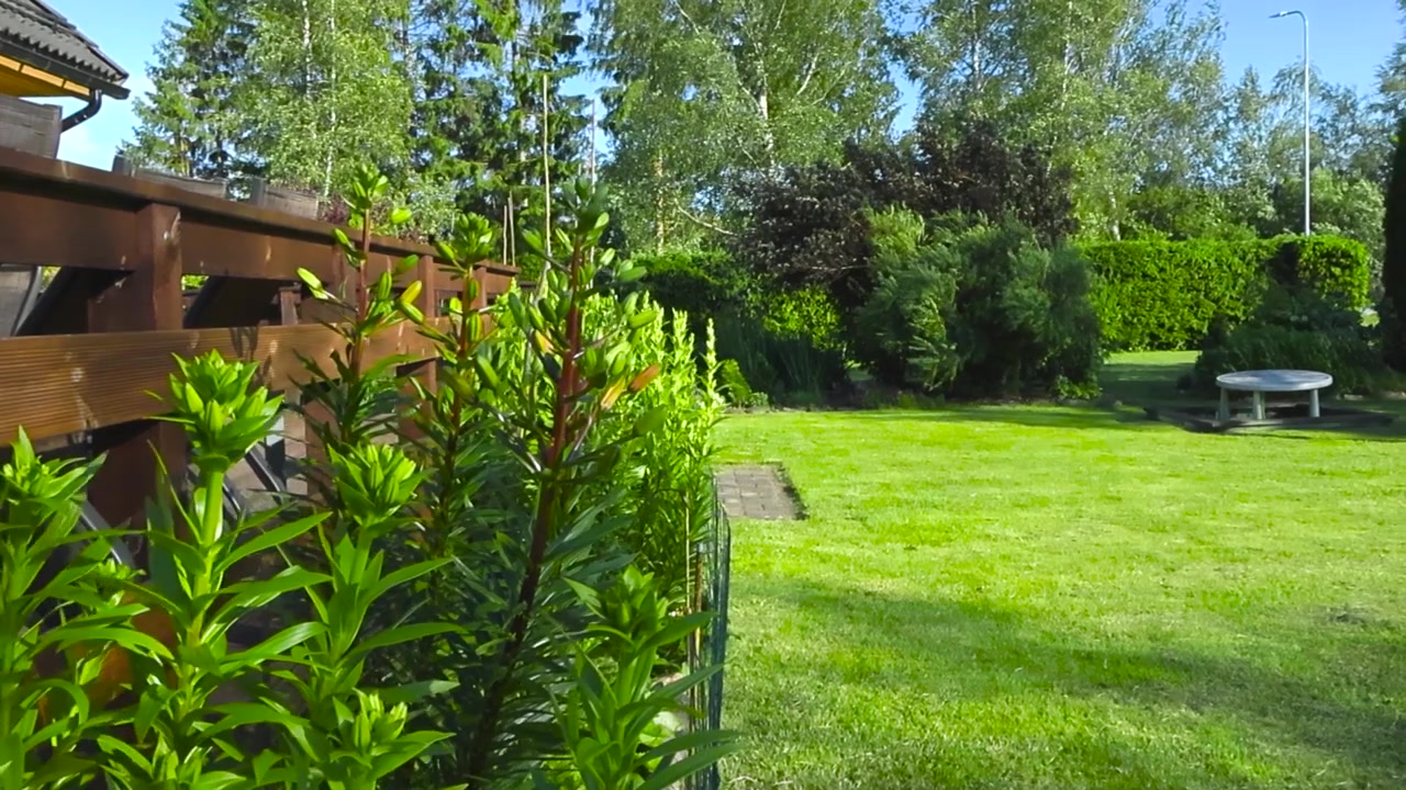 Stunning view of a lush green backyard garden on a sunny summer day, featuring unblossomed lily flowers near a wooden terrace fence, swaying gently in a light breeze on a perfect day