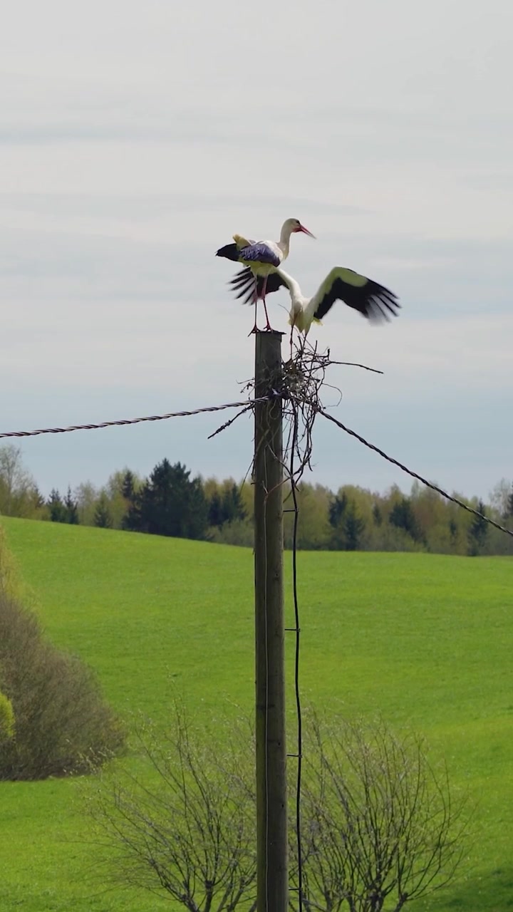 Video verticale di due cicogne bianche che iniziano a costruire un nido su un palo di legno di servizio in un paesaggio rurale verdeggiante.