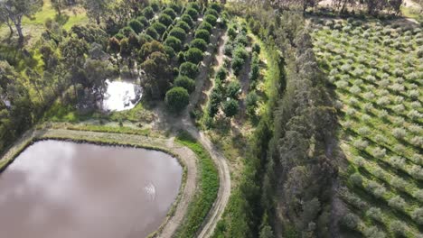 Pan-Aéreo-De-Drones-A-Permacultura-Orgánica-De-Tierras-Agrícolas-áridas.