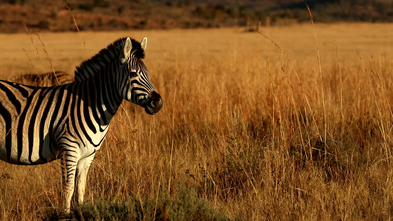 Profile view of zebra basking in last rays of day before sunset, copy space
