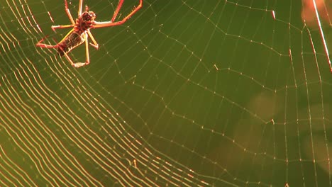 araña arrastrándose por la red tejiendo hilos de seda