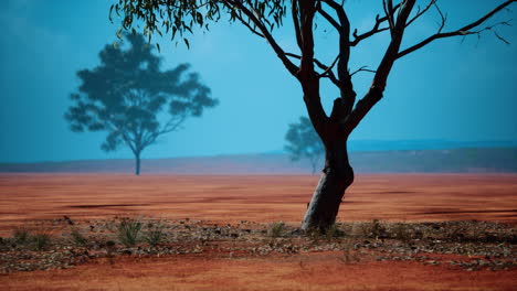 desert trees in plains of africa under clear sky and dry floor