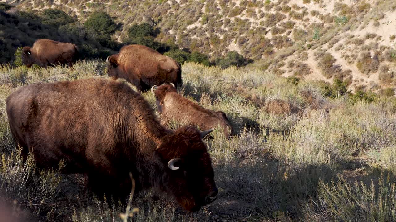 manada de bisontes en el chaparral