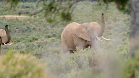 Two-female-African-elephants-walking-with-their-trunks-raised-in-the-air