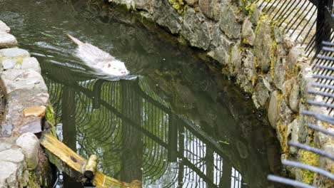 Eine-Weiße-Nutria,-Die-Durch-Einen-Wasserkanal-Im-Tierpark-Gleitet