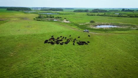 a drone skyline landscape environment shot of a herd group of bovine livestock bull cows calves on a ranch farm land open pasture to graze on grass and vegetation in manitoba canada