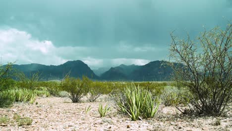 big bend national park, texas, usa. dark clouds loom over desert mountains, rain pours steadily, and cacti sway gently in the wind.
