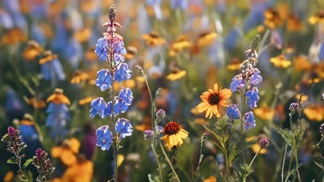 colorful wildflower field