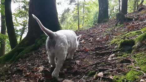 dog in the forest