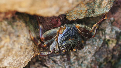 close-up of crab which sits on a stone in the frame of a beautiful glare from water