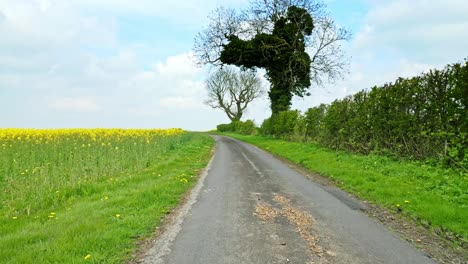 Eine-Herrliche-Luftaufnahme-Eines-Rapsfeldes-Mit-Zwei-Bäumen-Und-Einer-Malerischen-Landstraße