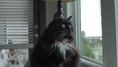 Fluffy-green-eyed-Black-and-white-Tuxedo-Ragdoll-Cat-sitting-by-windows,-4K