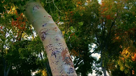 autumn leaves in light breeze