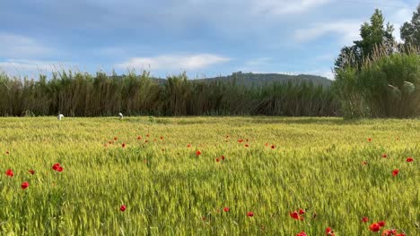 Campo-Sembrado-Con-Trigo-En-Cámara-Lenta-Con-Montaña-Detrás