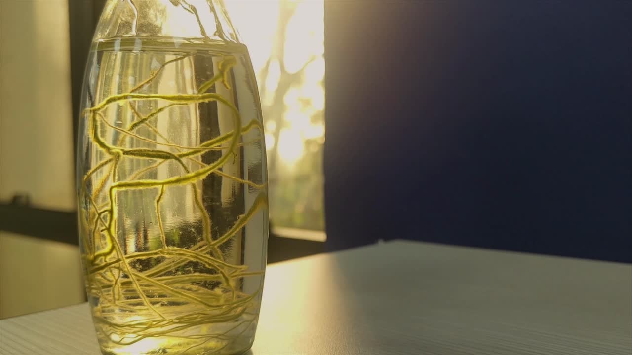 Close-up of money plant roots in glass water pot illuminated by golden sunlight. aesthetic indoor nature shot, meditation, eco-friendly decor and organic plant care.
