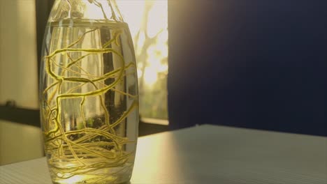 close-up of money plant roots in glass water pot illuminated by golden sunlight. aesthetic indoor nature shot, meditation, eco-friendly decor and organic plant care.