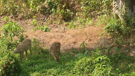 暑い夏の日に木の陰で草を食む3頭の雌の鹿、パノリア・エルディ、ファイカーケン野生生物保護区、タイ