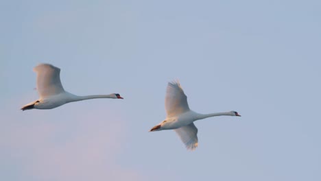 Majestic-flight-of-beautiful-adult-Mute-swans-in-soft-light,-panning-shot