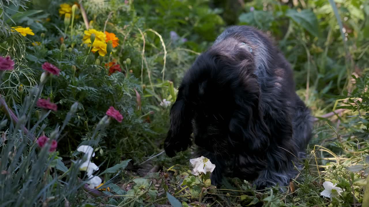 귀여운 스패니얼 강아지는 화려한 꽃밭에서 장미 냄새를 맡기 위해 멈추고, 고정된 소프트 포커스