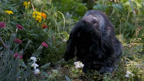 Lindo-Cachorro-Spaniel-Se-Detiene-Para-Oler-Las-Rosas-En-Un-Colorido-Jardín-De-Flores,-Enfoque-Suave-Fijo