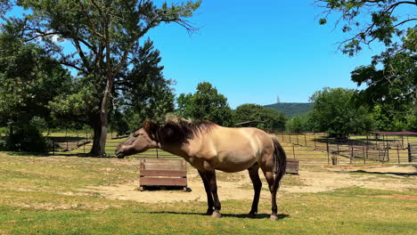 brown horse grazing in sunny pasture. a brown horse grazes peacefully in a sunny pasture surrounded by lush greenery and a clear blue sky