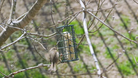 Gorrión-Cantor-En-Un-Comedero-Para-Pájaros-Sebo-Durante-El-Invierno-Tardío-En-Carolina-Del-Sur