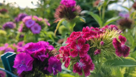 Pink-and-purple-flowers-flowers-in-meadow-garden,-Dianthus,-Chinese-pink,-Sweet-William,-close-up