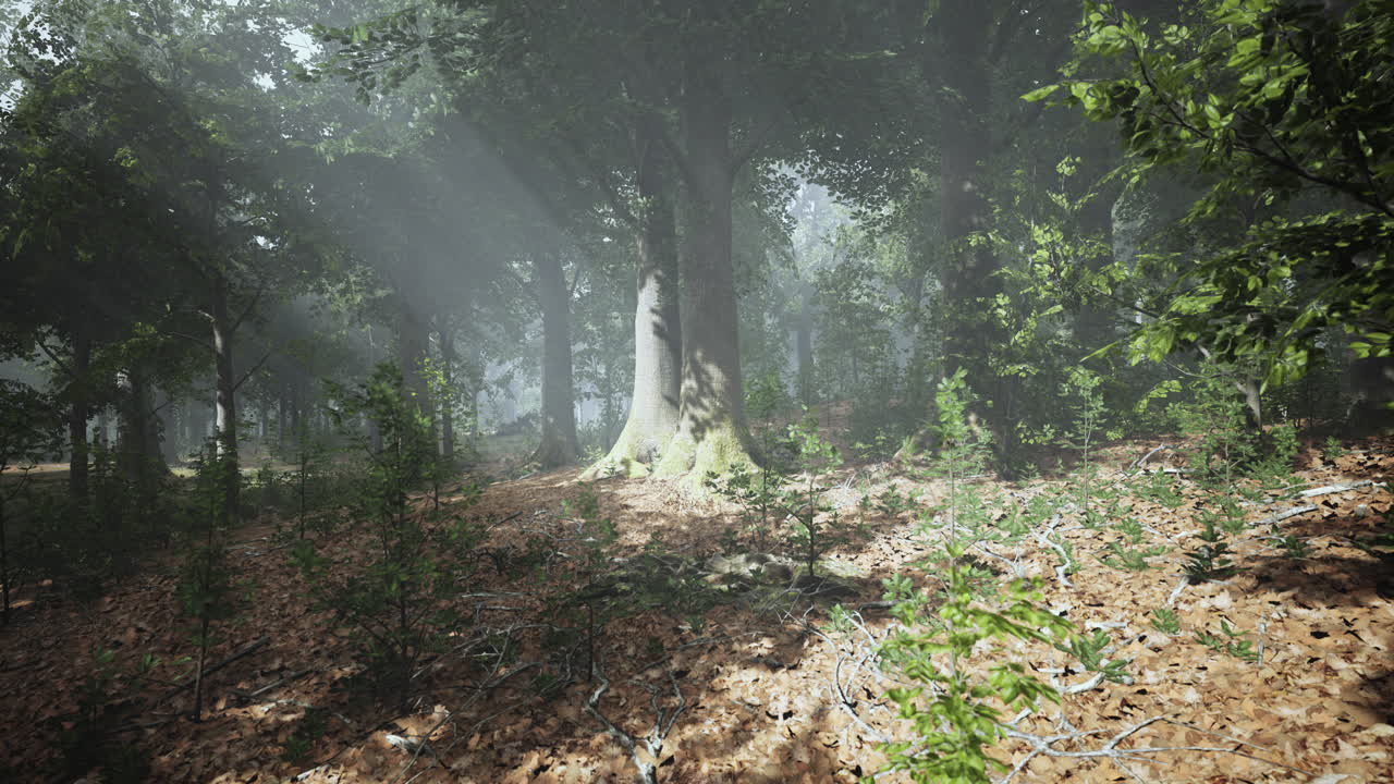 봄에 푸른 숲에서  ⁇ 빛