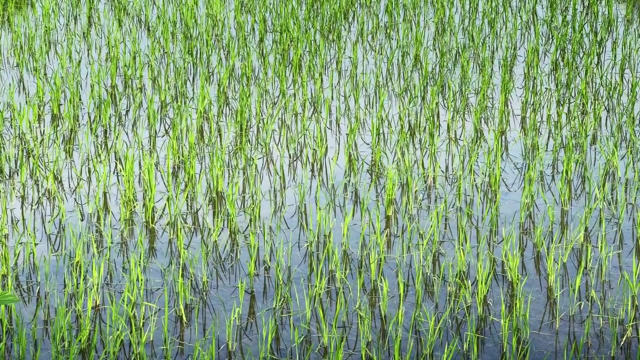 Primo piano di giovani piante di riso che crescono in acqua stagnante in una risaia allagata durante la stagione di crescita