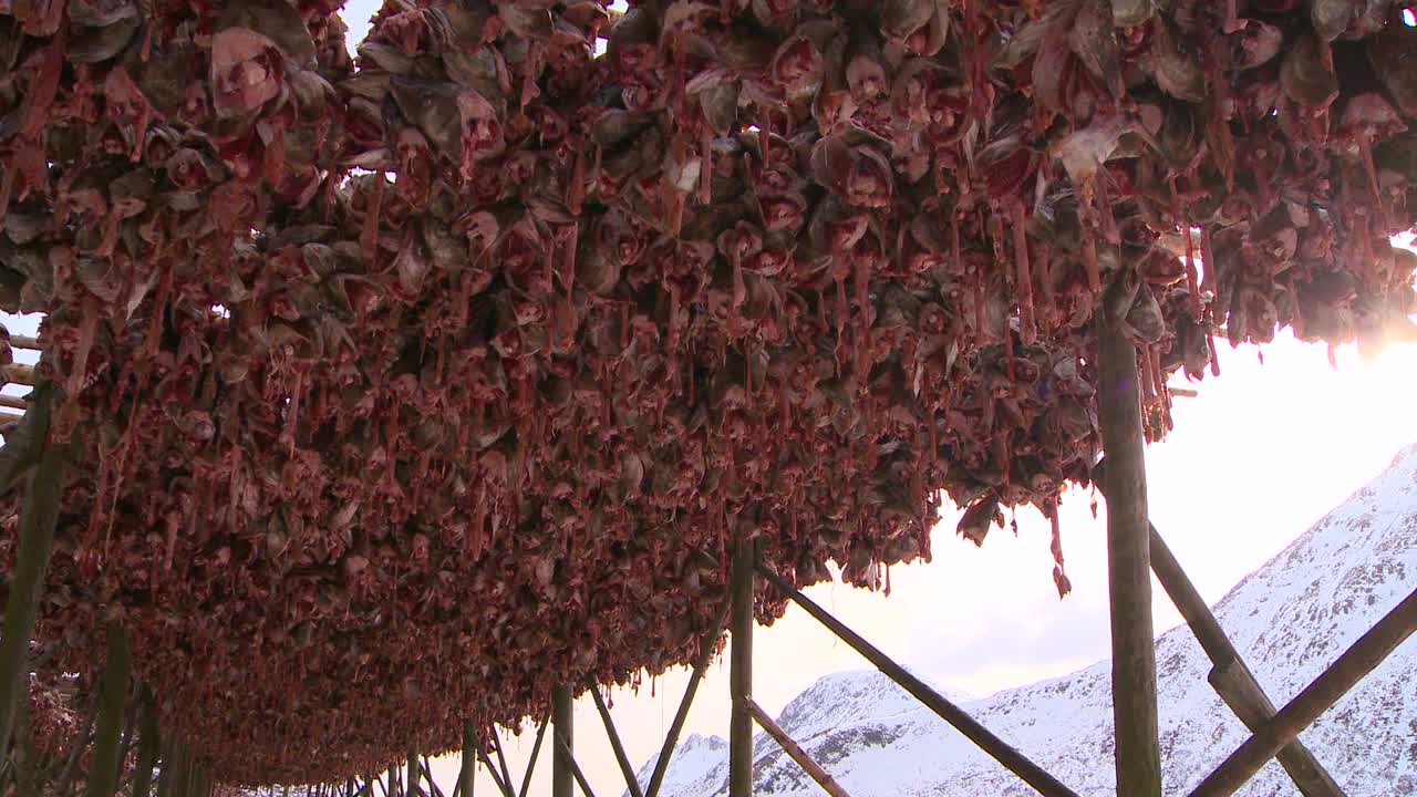 노르웨이 로포텐 제도의 선반에 생선을 널어 말리고 있다