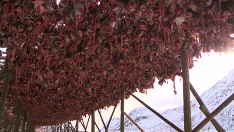 Fish-are-hung-out-to-dry-on-racks-in-the-Lofoten-Islands-Norway