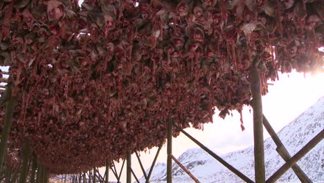 fish are hung out to dry on racks in the lofoten islands norway