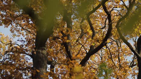 ramas enredadas del olmo con coloridas hojas de otoño con el primer plano borroso