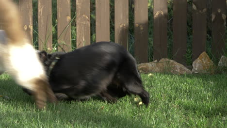 Small-black-dog-scratching-itself-and-a-cat-jumping-on-a-dog