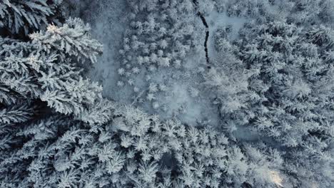 top view of pine forest in winter, covered with snow